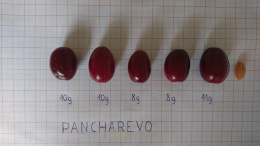 Deeń jadalny odmiana Pancharevo sadzonka 2 letnia poj. 2l